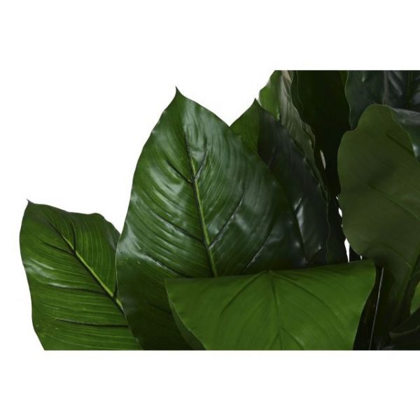PLANTA PE 80X80X180 SPATHE VERDE - Imagen 2