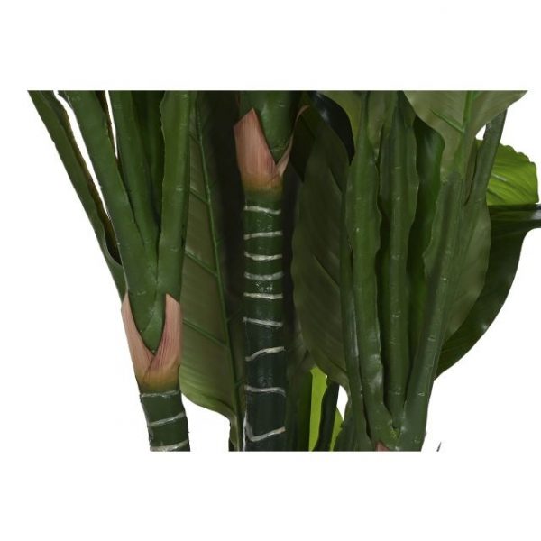 PLANTA PE 80X80X180 SPATHE VERDE - Imagen 3