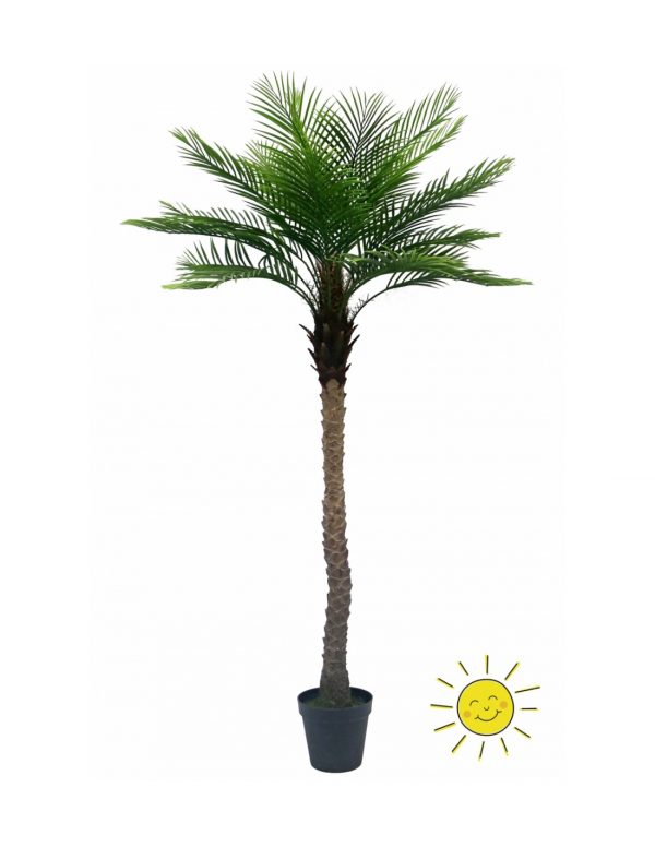 ARBOL PALMERA PHOENIX EXTERIOR 213 CM