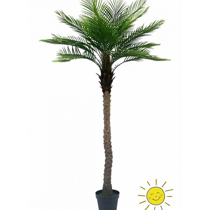 ARBOL PALMERA PHOENIX EXTERIOR 213 CM