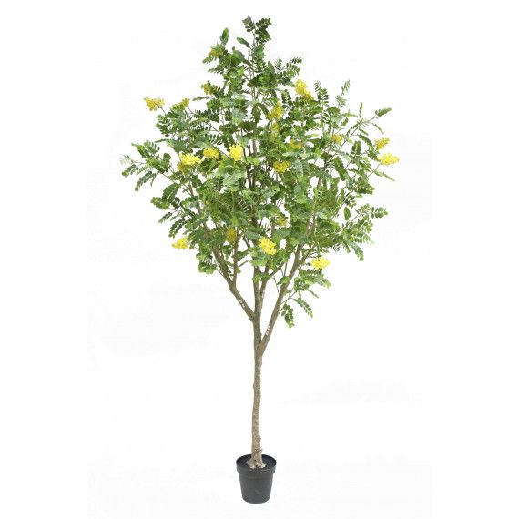 ARBOL MIMOSA 290 CM